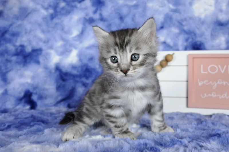 Kittens - Legendary Katz Cashmere Bengals